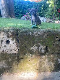 Maschietti di chihuahua
