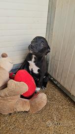 Lipari: 3 mesi taglia contenuta