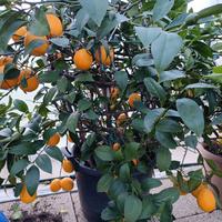 pianta di limone innestata su arancio