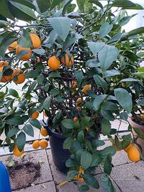 pianta di limone innestata su arancio