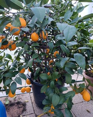 pianta di limone innestata su arancio