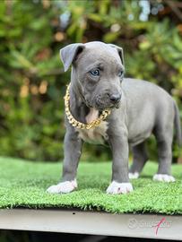 Cuccioli UKC con pedegree