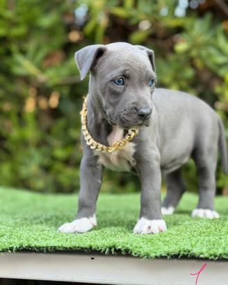Cuccioli UKC con pedegree