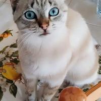 Gatto maschio help me