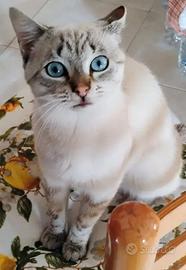 Gatto maschio help me