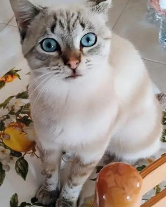 Gatto maschio help me