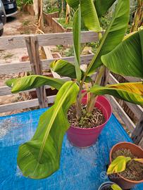 piante di banano varie dimensioni 