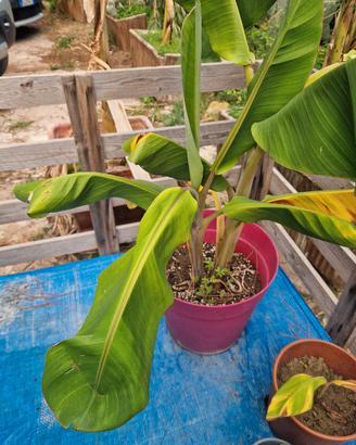 piante di banano varie dimensioni 