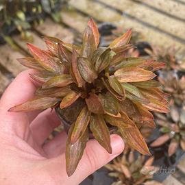 Cryptocoryne Florida Sunset 