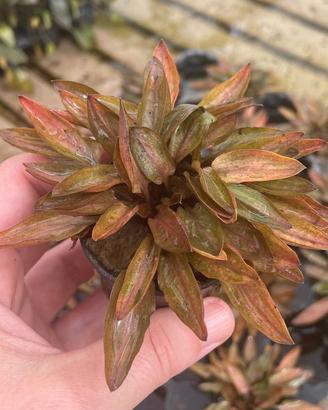 Cryptocoryne Florida Sunset 