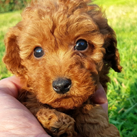 Cuccioli barboncino maschi e femmine