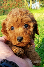 Cuccioli barboncino maschi e femmine
