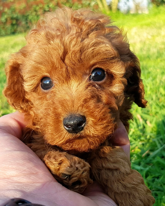 Cuccioli barboncino maschi e femmine