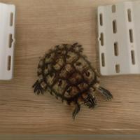 Tartaruga con tartarughiera