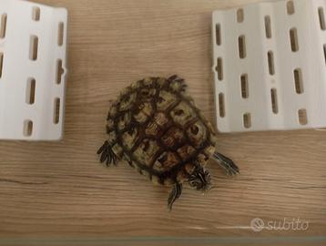 Tartaruga con tartarughiera