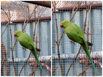 Parrocchetto dal collare