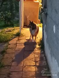 Collie