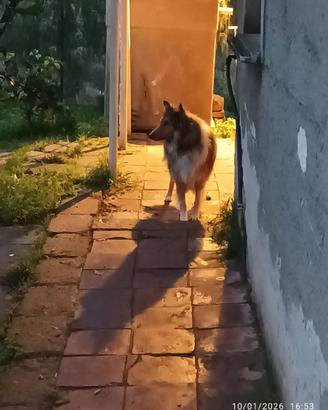 Collie