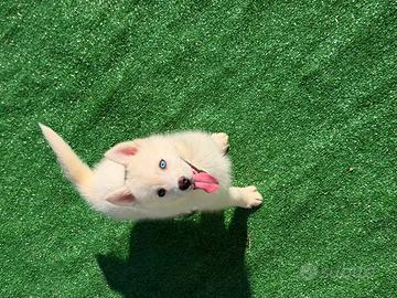 Siberian husky con pedigree ENCI