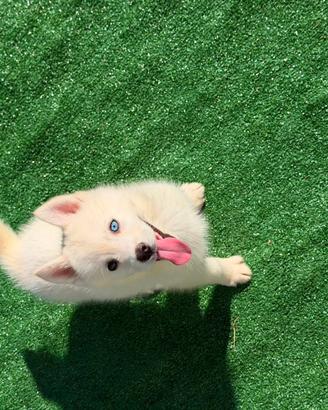 Siberian husky con pedigree ENCI