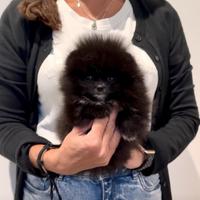 Eccellente Pomerania nero maschio