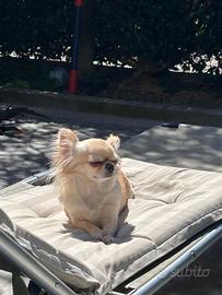 Maschietto per lei chihuahua con pedigree
