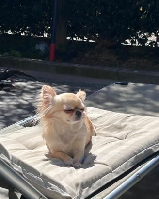 Maschietto per lei chihuahua con pedigree