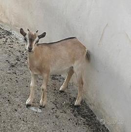 Capra tibetana