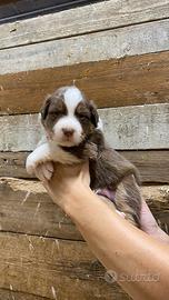 Cuccioli di pastore australiano