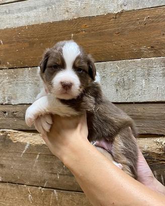 Cuccioli di pastore australiano