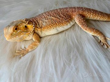 Pogona maschio e femmina