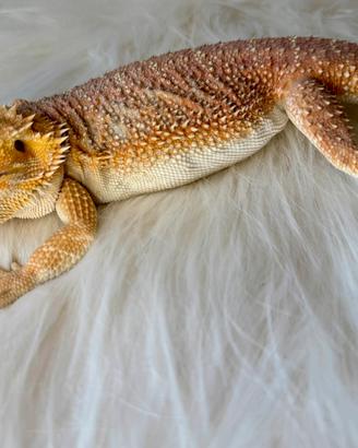 Pogona maschio e femmina