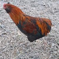 Gallo gallina