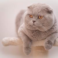 Gatto Scottish Fold per accoppiamento