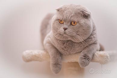Gatto Scottish Fold per accoppiamento