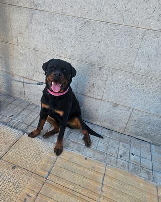 Rottweiler