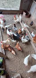 Galline