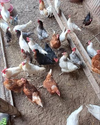Galline