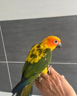 Conuri del sole allevati a mano