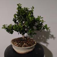 phyrachanta bonsai 