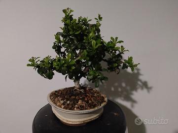phyrachanta bonsai 