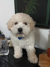 Maltipoo maschio cucciolo bianco