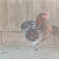 Gallo auracano