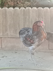 Gallo auracano