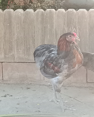 Gallo auracano