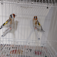 Cardellini Mayor ancestrali