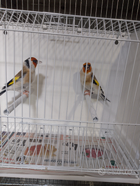 Cardellini Mayor ancestrali