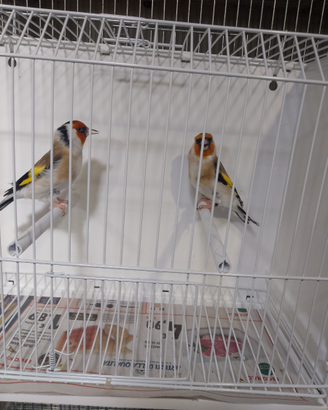 Cardellini Mayor ancestrali