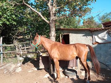 Sauro bruciato nato per scuola