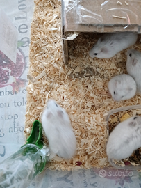 Cuccioli di criceto in adozione